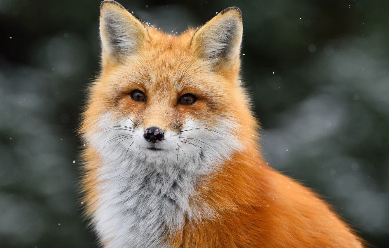 Photo wallpaper look, face, portrait, Fox, red