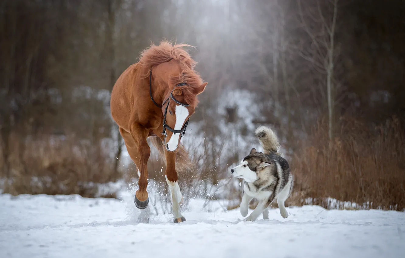 Photo wallpaper snow, horse, dog, running, husky