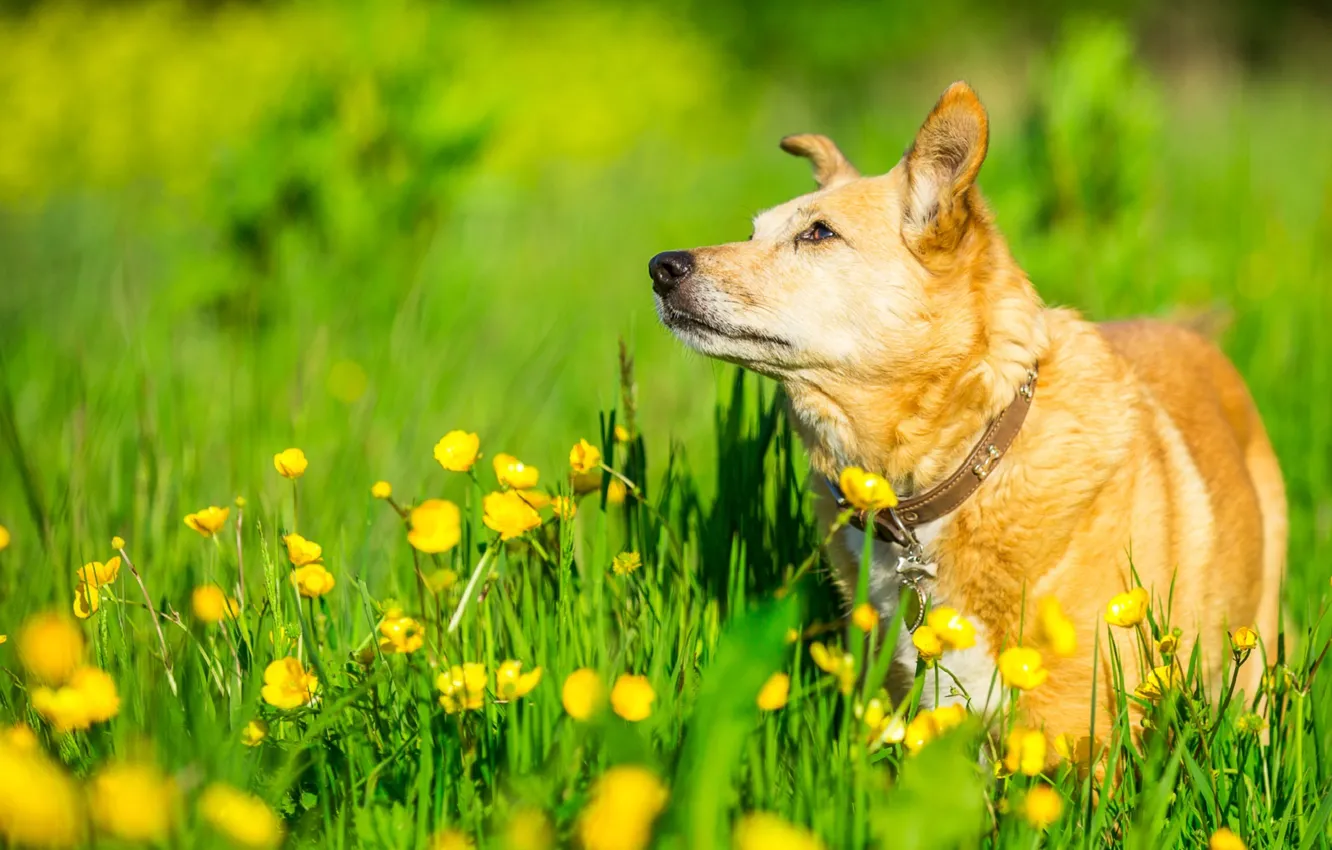 Photo wallpaper summer, grass, flowers, each, dog, meadow, dog