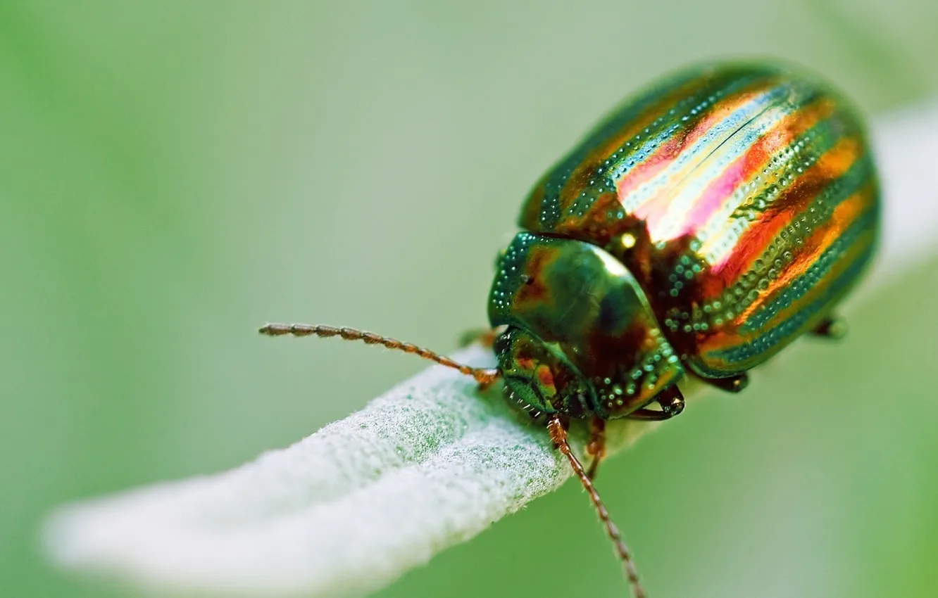 Photo wallpaper macro, nature, leaf, beetle, insect, nature, macro, Beetle