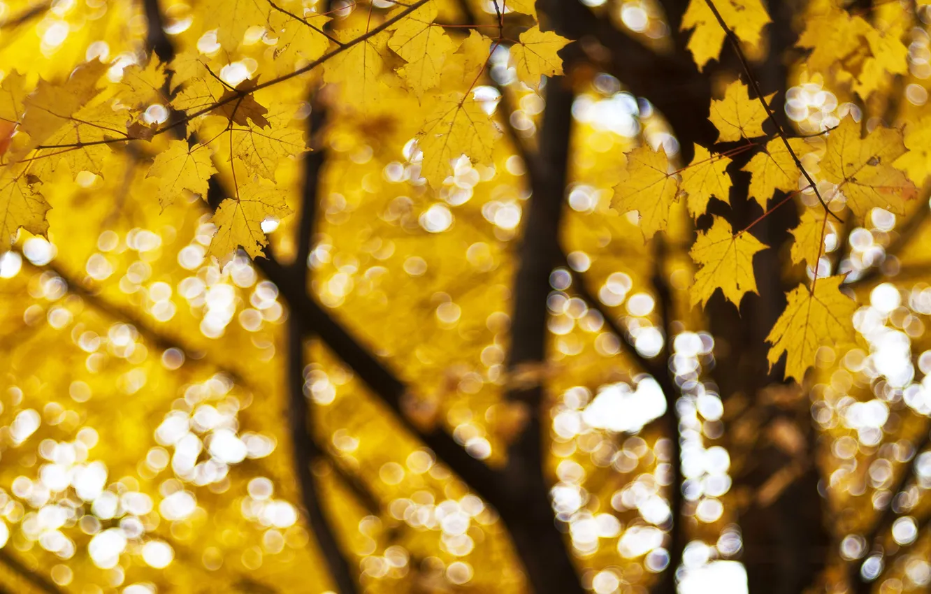 Photo wallpaper autumn, leaves, trees, branches, yellow, nature, mood, foliage