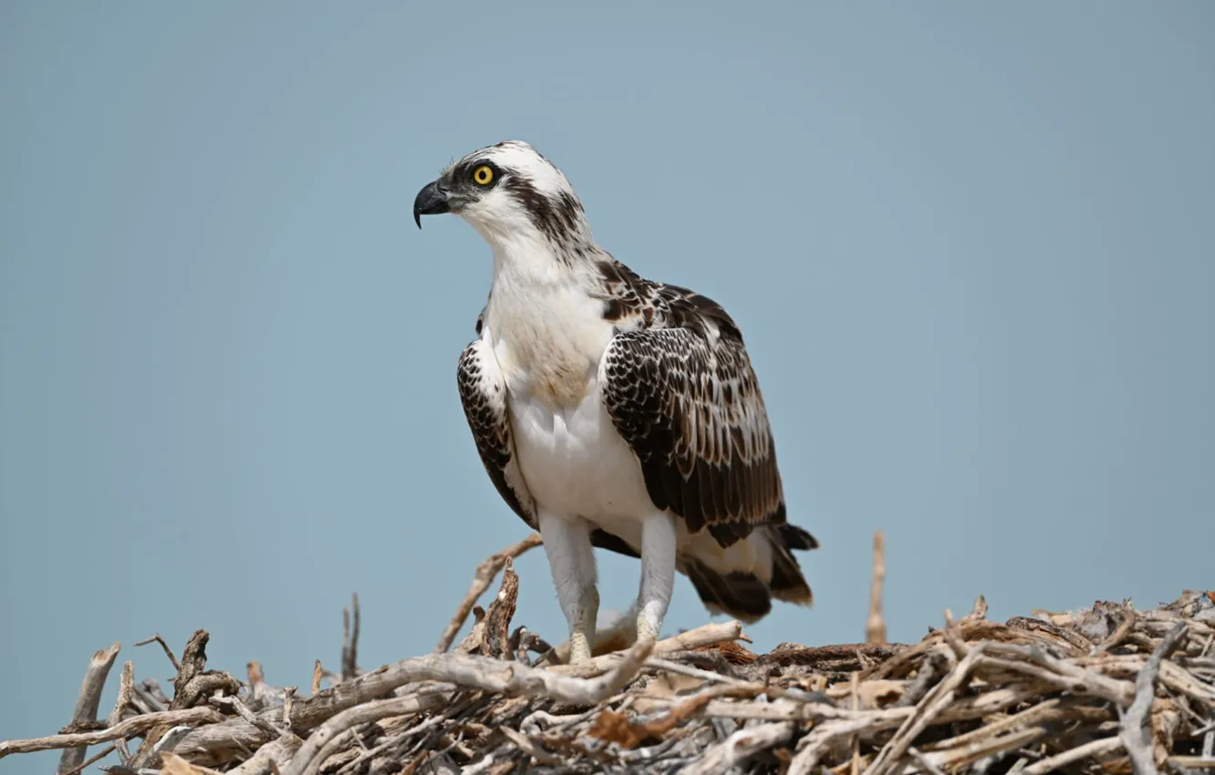 Photo wallpaper bird, animal, wildlife, Osprey-