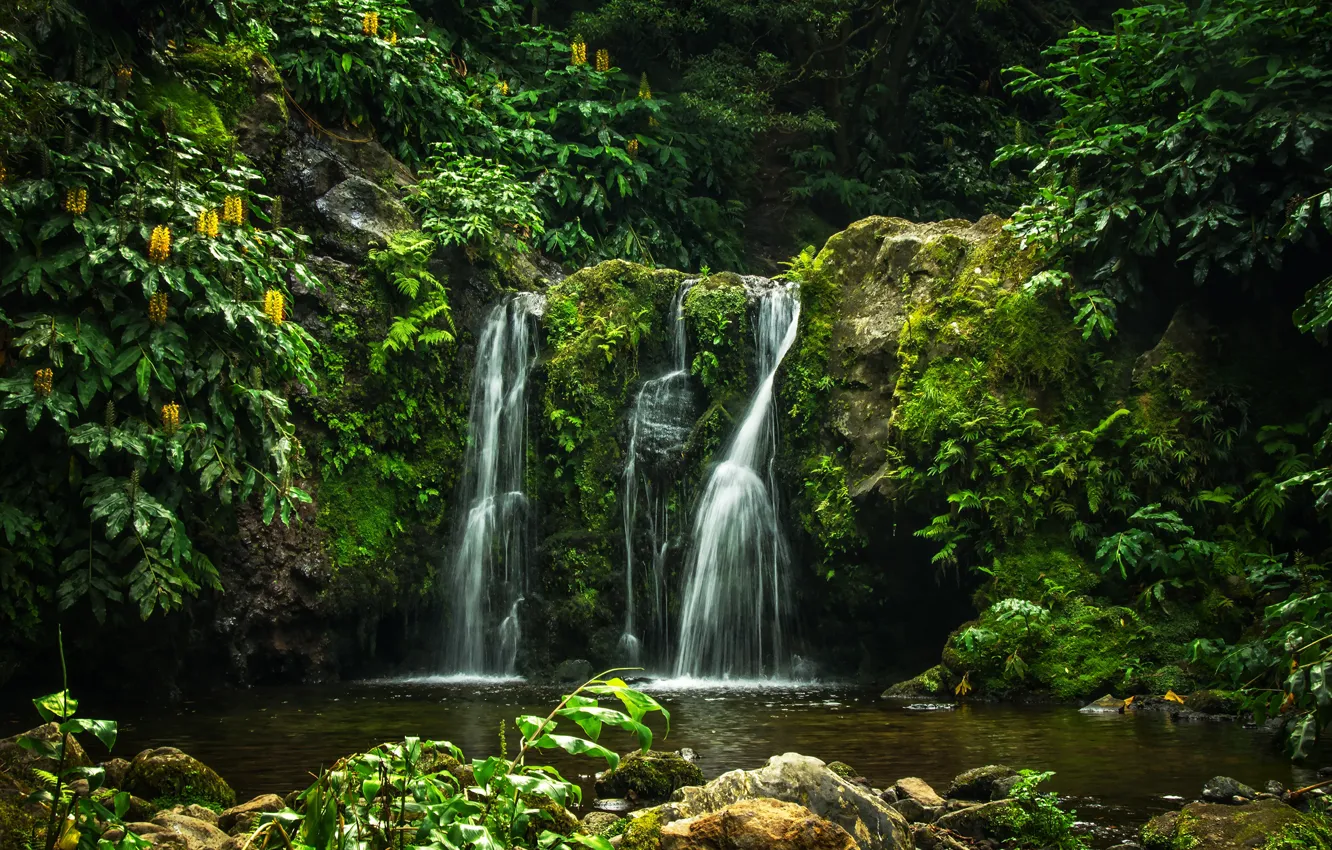 Photo wallpaper greens, forest, trees, Park, stream, stones, waterfall, moss