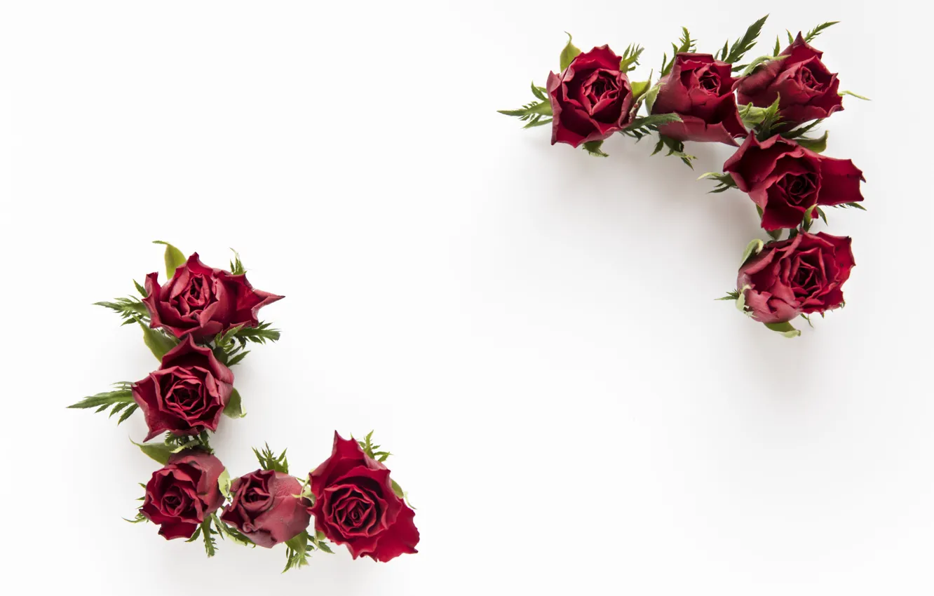 Photo wallpaper white background, buds, roses are red