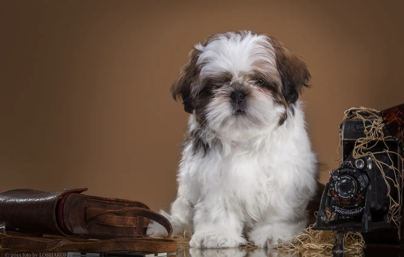 Photo wallpaper retro, the camera, puppy, Shih Tzu