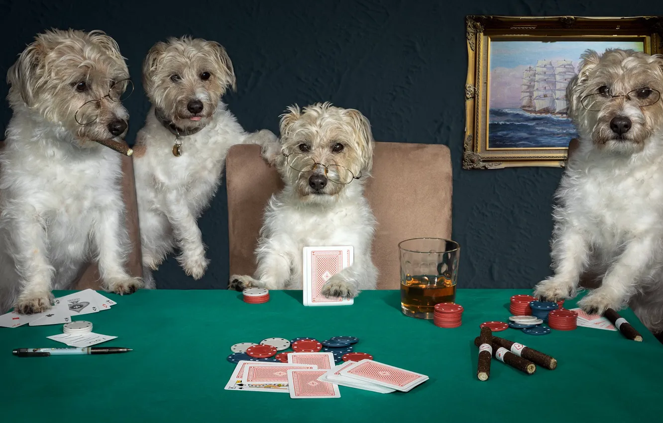 Photo wallpaper dogs, card, the game