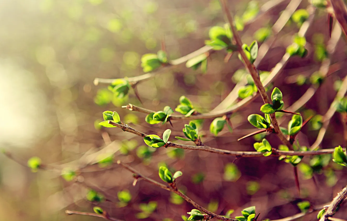 Photo wallpaper greens, leaves, macro, branches, spring, spring
