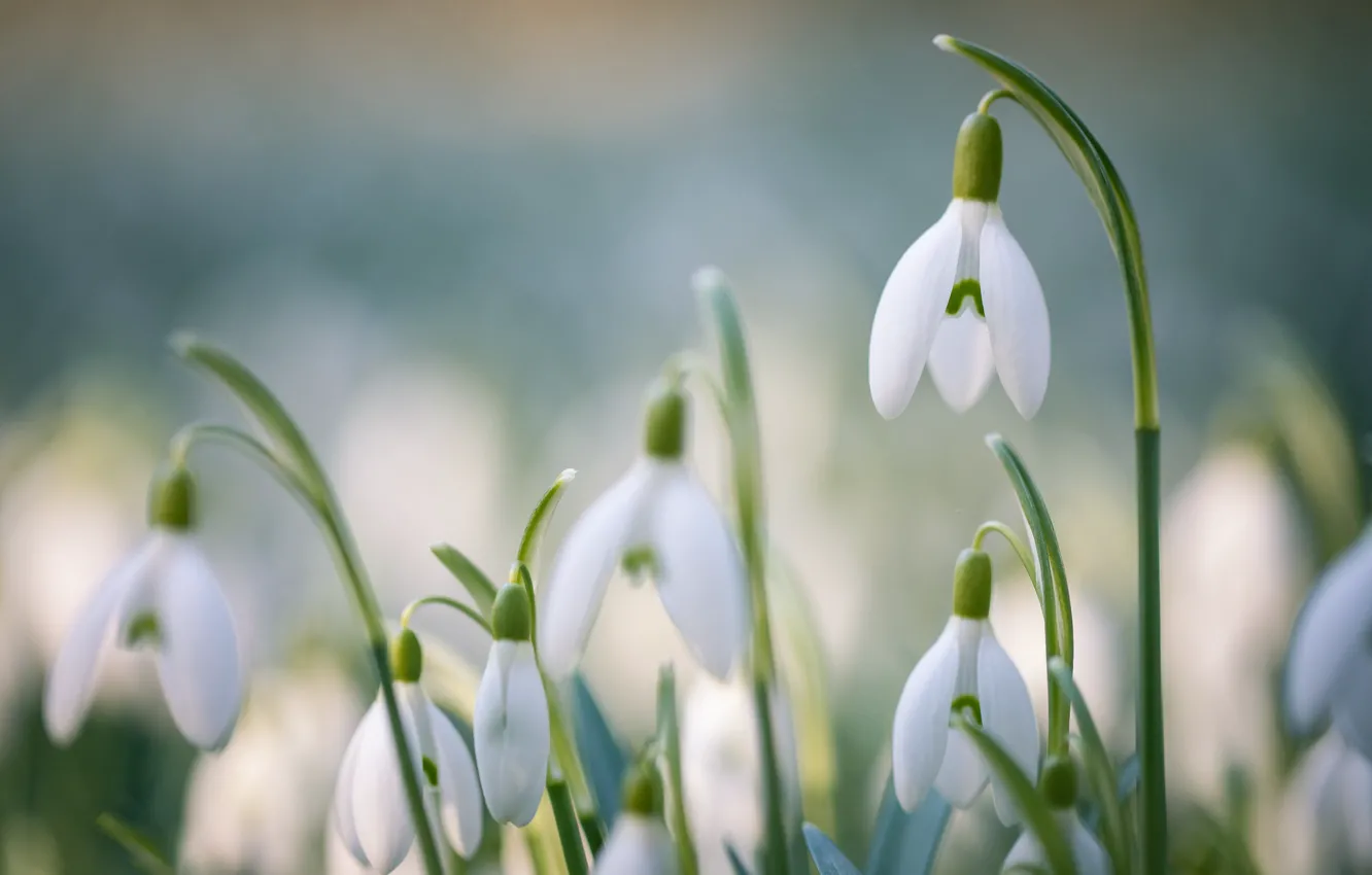 Photo wallpaper flowers, nature, glade, spring, snowdrops, gentle, buds