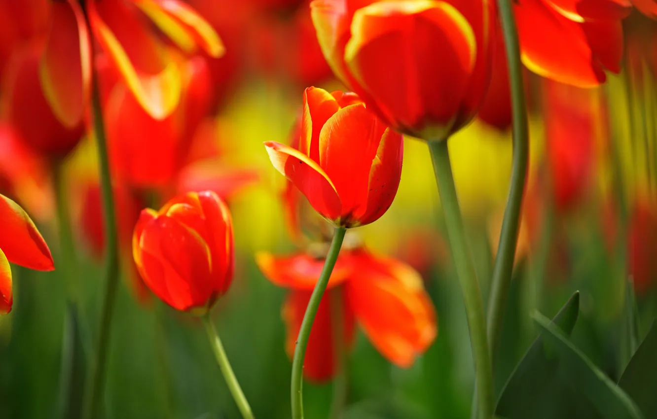 Photo wallpaper leaves, macro, flowers, red, bright, spring, stem, tulips