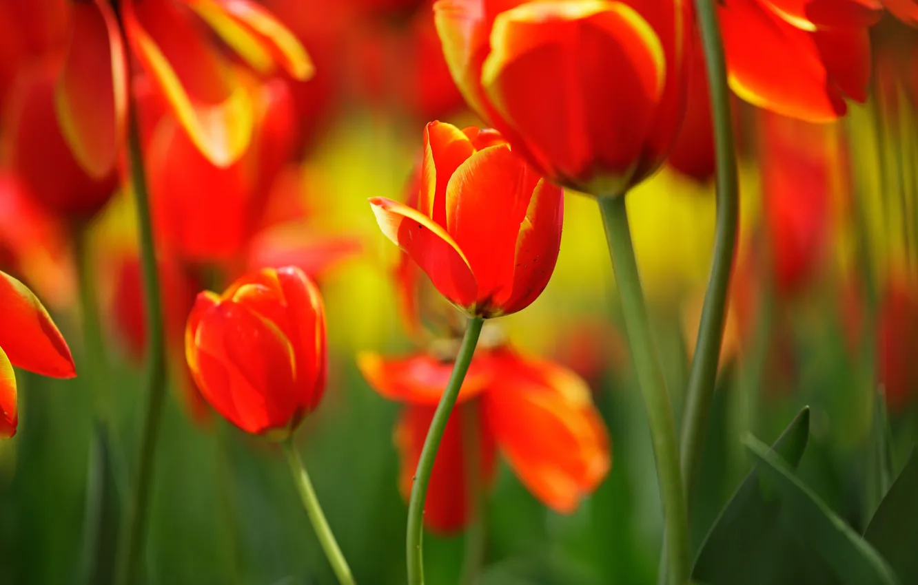 Photo wallpaper leaves, macro, flowers, stems, bright, spring, tulips, red