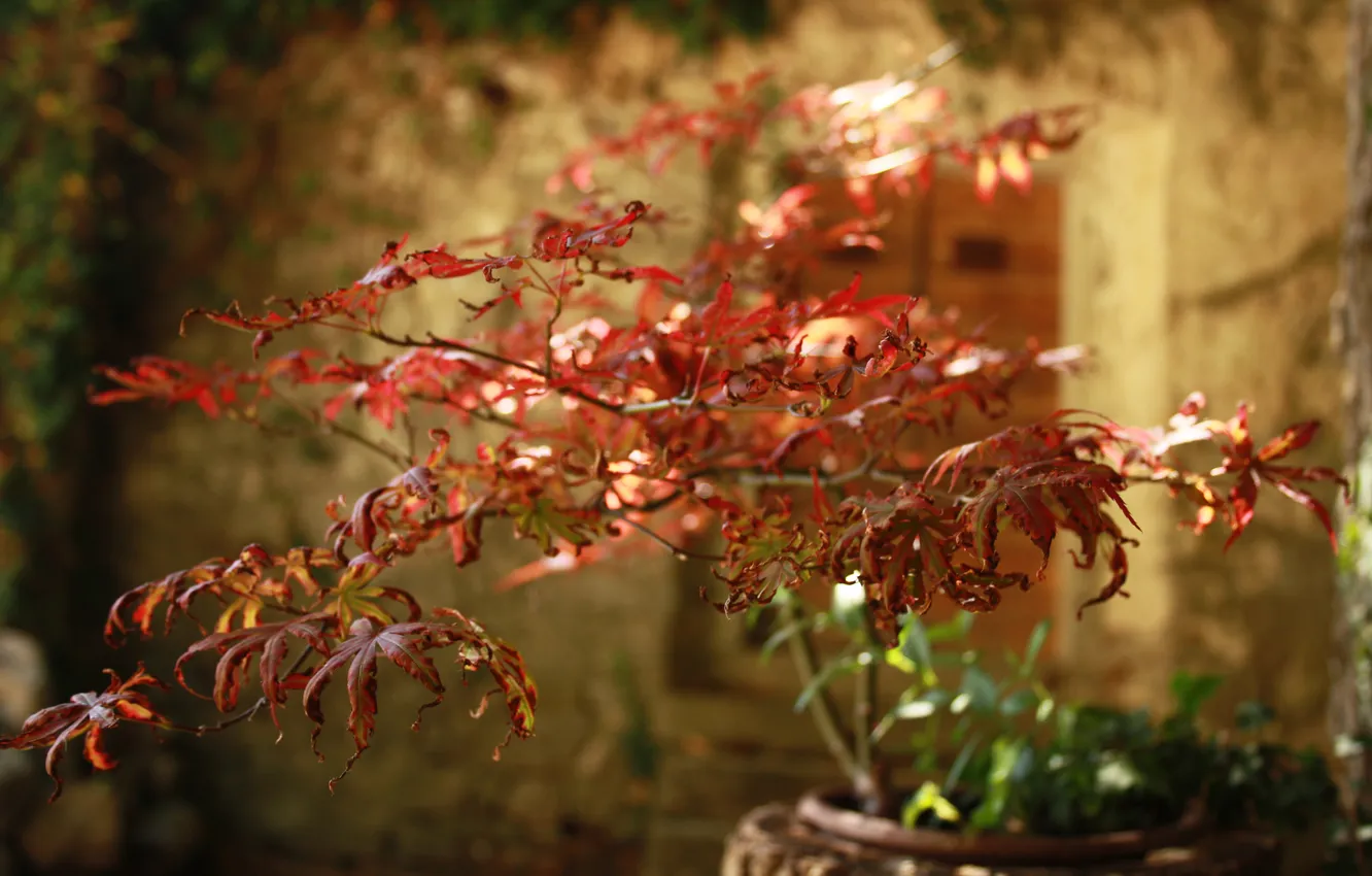 Photo wallpaper flowers, red, the city, street