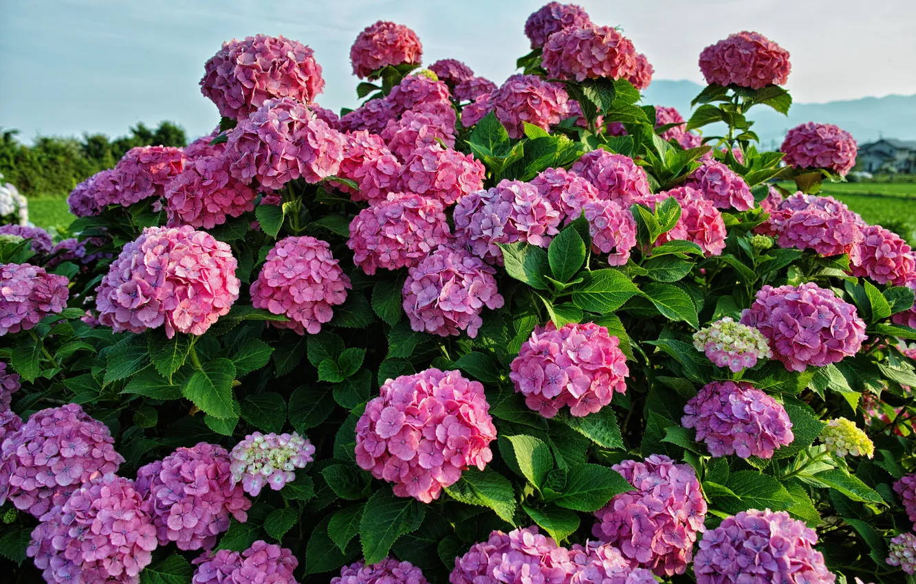 Photo wallpaper the bushes, hydrangea, inflorescence