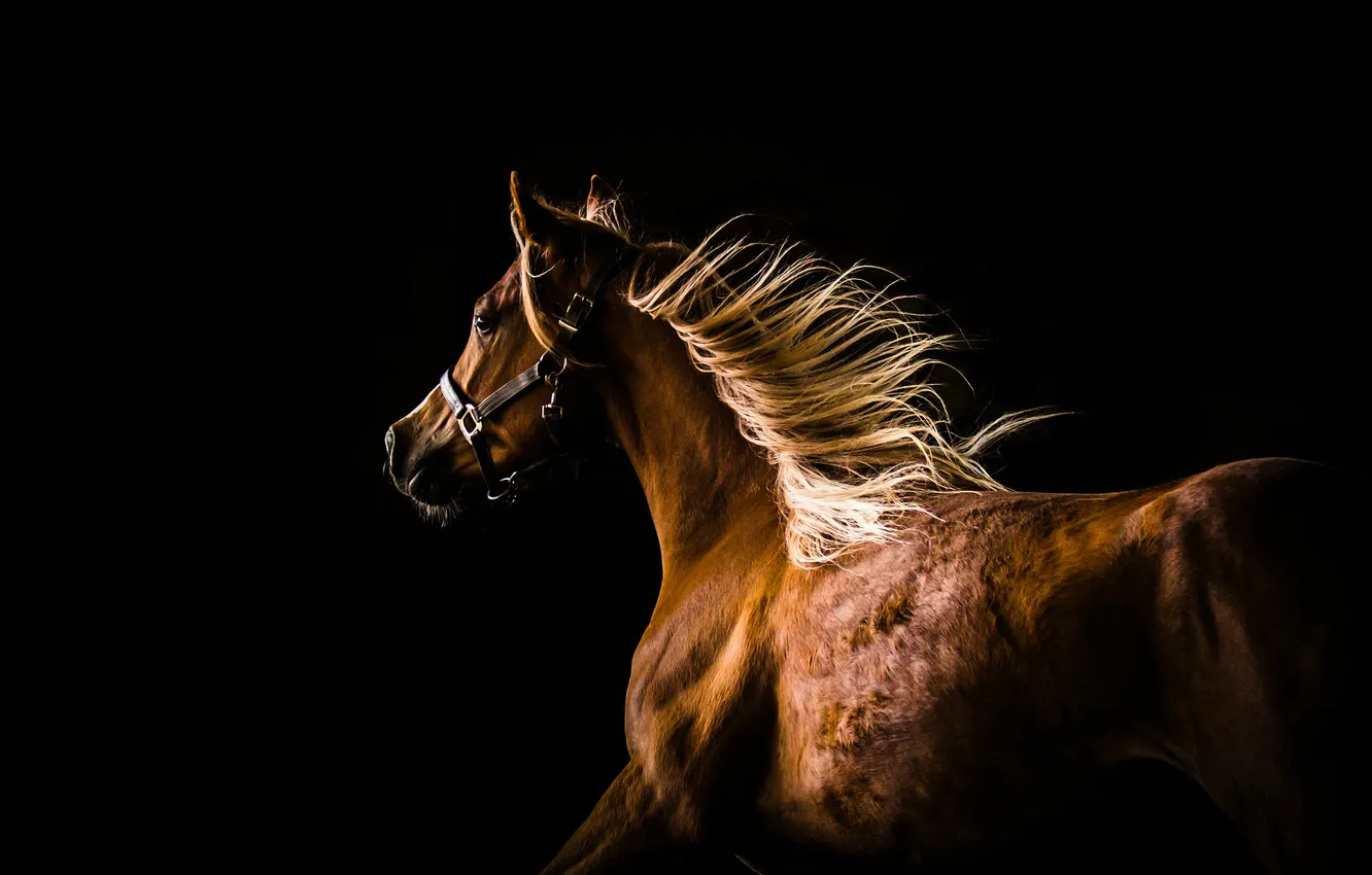 Photo wallpaper horse, horse, running, mane, profile, the dark background
