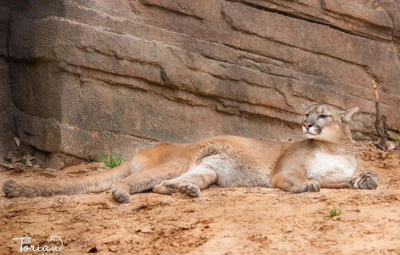 Photo wallpaper rocks, stay, predator, lies, Puma, wild cat, mountain lion, Cougar