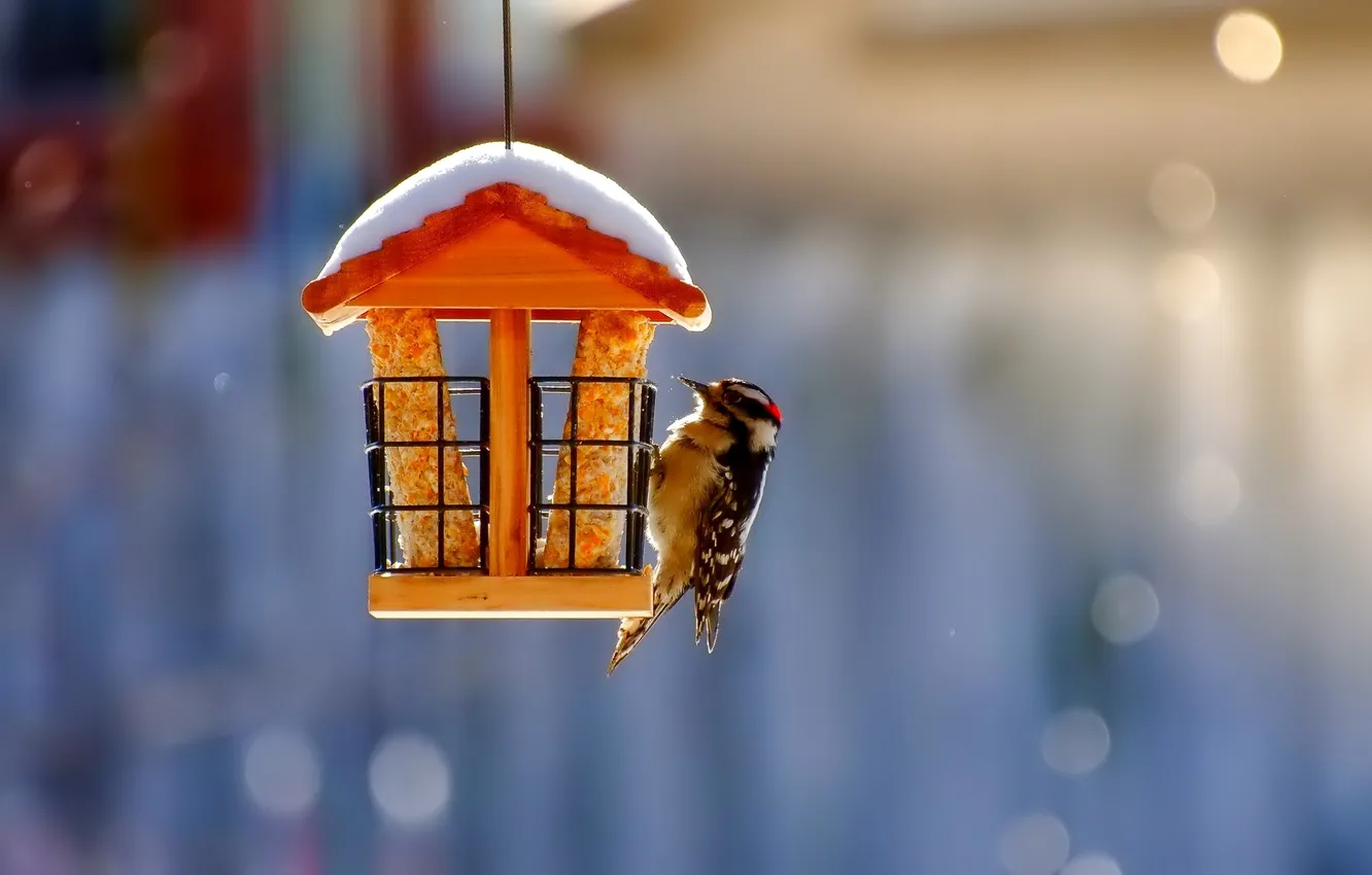 Photo wallpaper snow, nature, bird, birdhouse