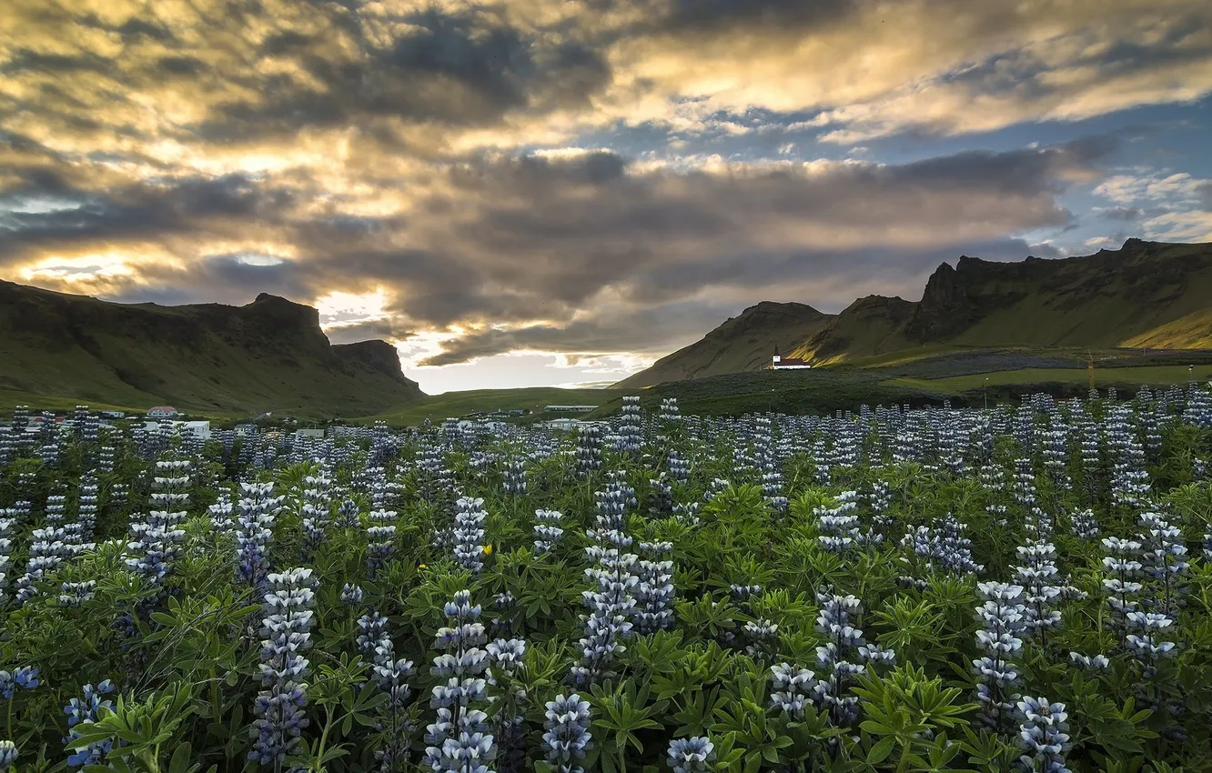 Photo wallpaper flowers, mountains, meadow, Iceland, Iceland, Vika, lupins, Vik in Myrdal