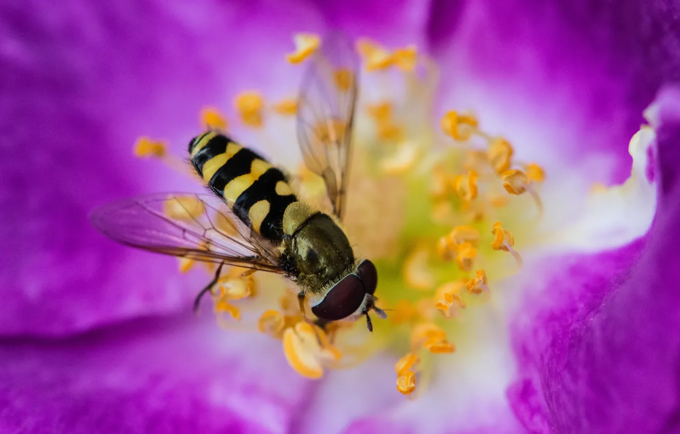 Photo wallpaper flower, bee, paint, petals, stamens, insect, drone