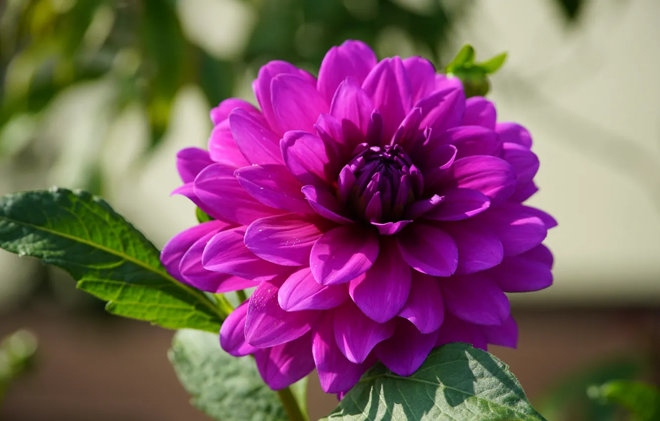 Photo wallpaper leaves, bright, pink, lilac, bokeh, dahlias
