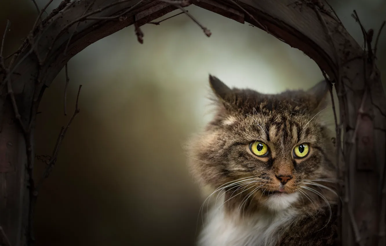 Photo wallpaper cat, look, branches, muzzle, Kote