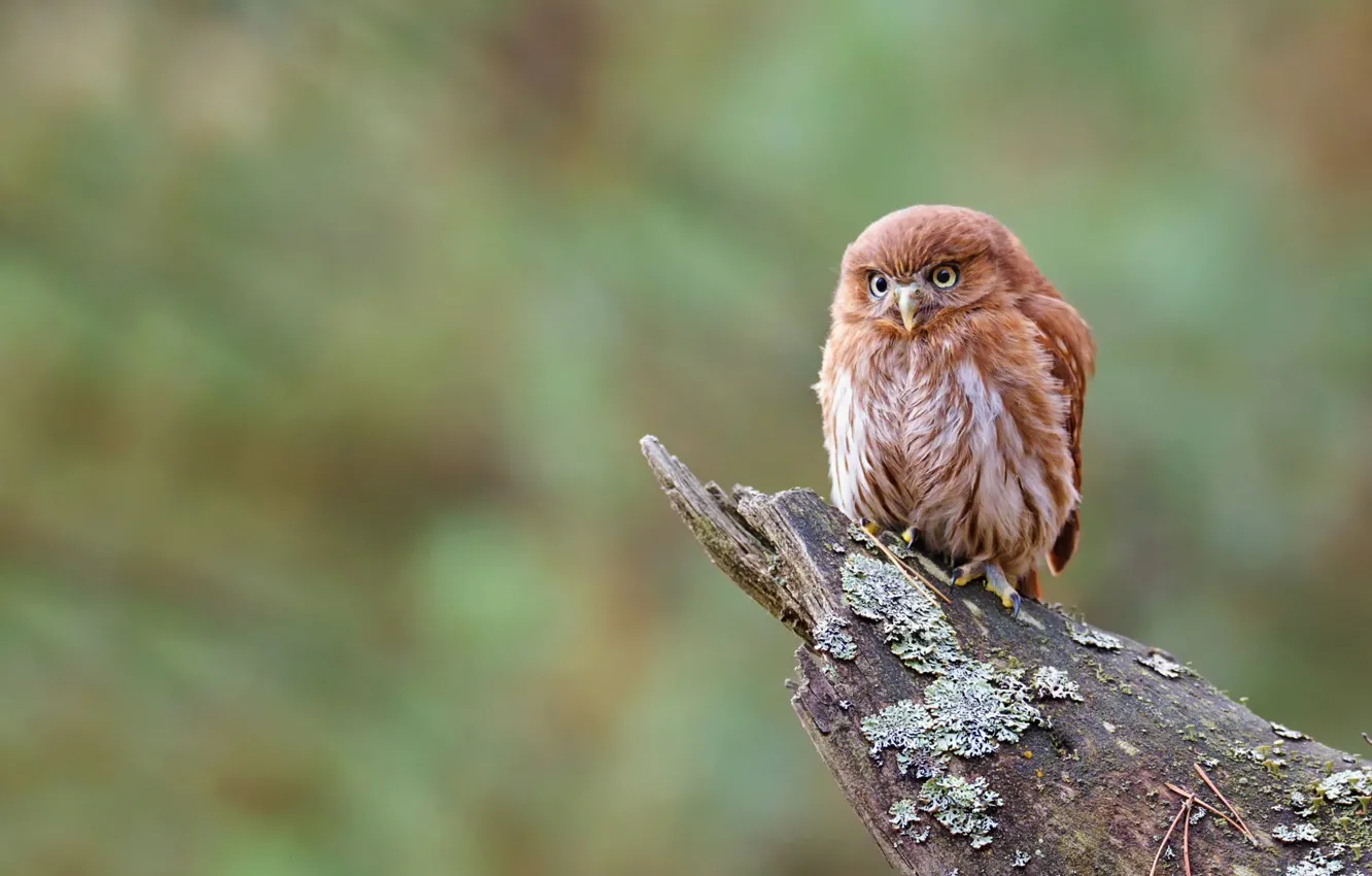 Photo wallpaper look, green, background, owl, bird, moss, stump, bird