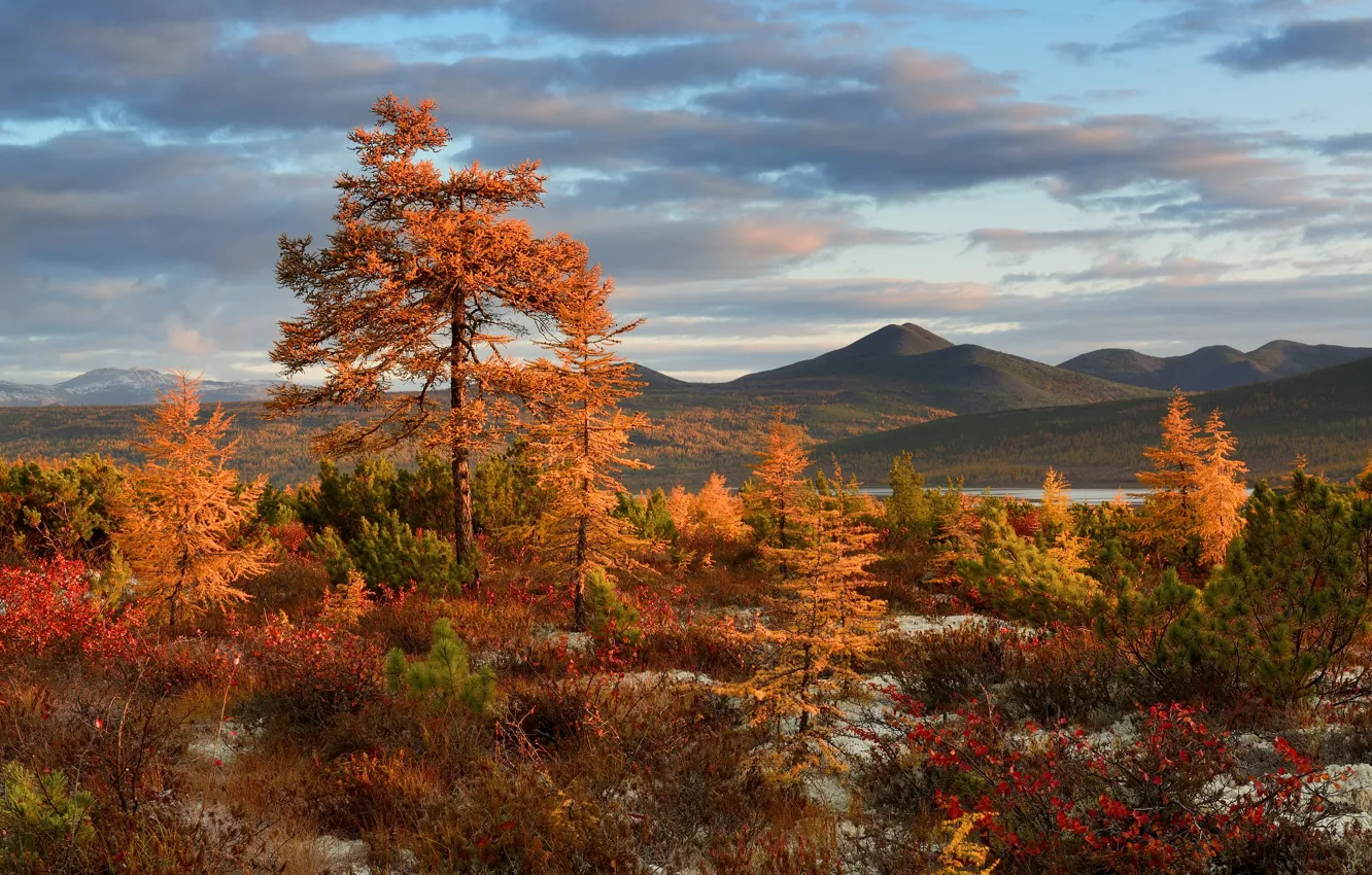 Photo wallpaper autumn, trees, landscape, mountains, nature, dawn, morning, shrub