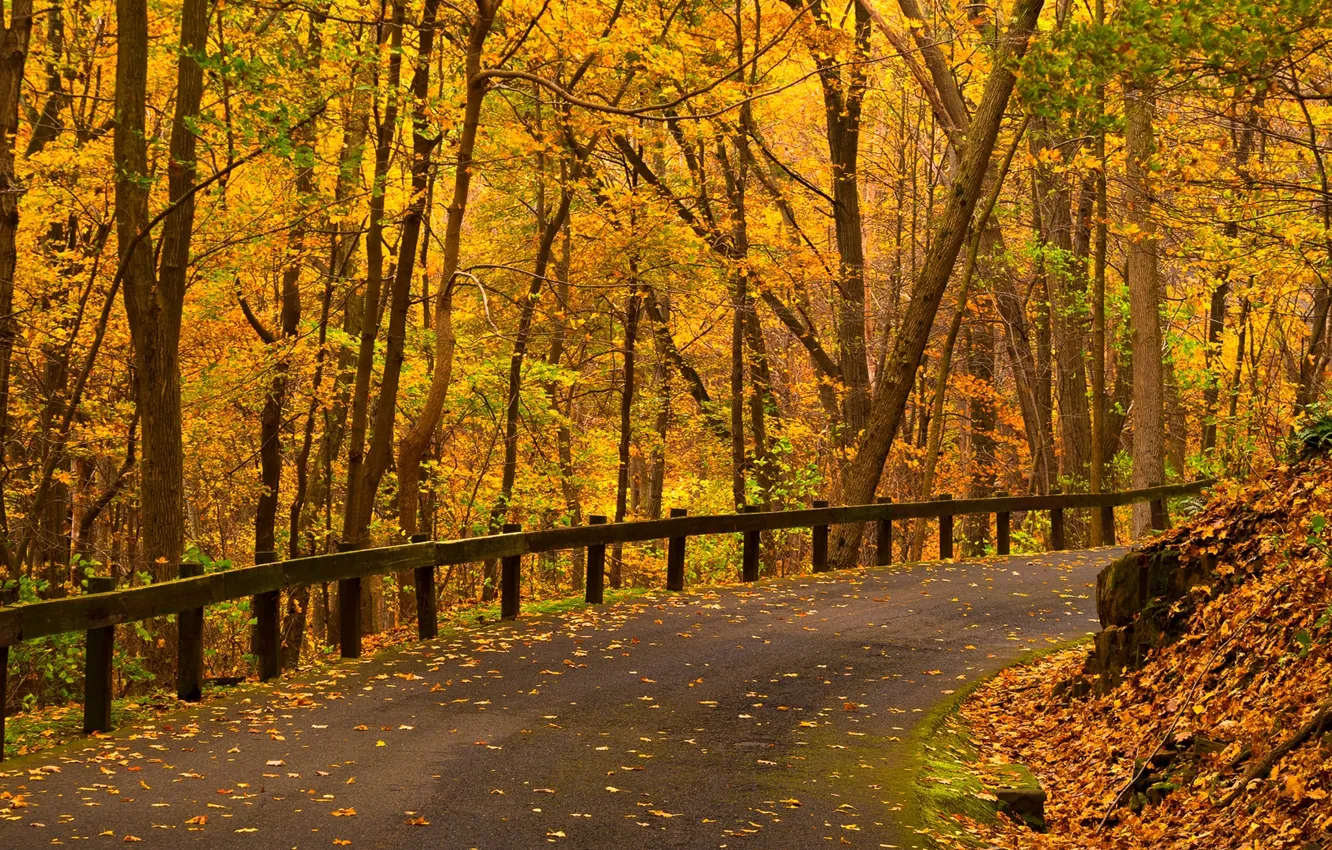 Photo wallpaper road, autumn, forest, leaves, trees, nature, Park, colors