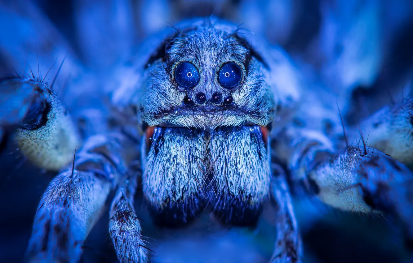 Photo wallpaper macro, spider, handsome, blue light, Arachne, the space in the eyes