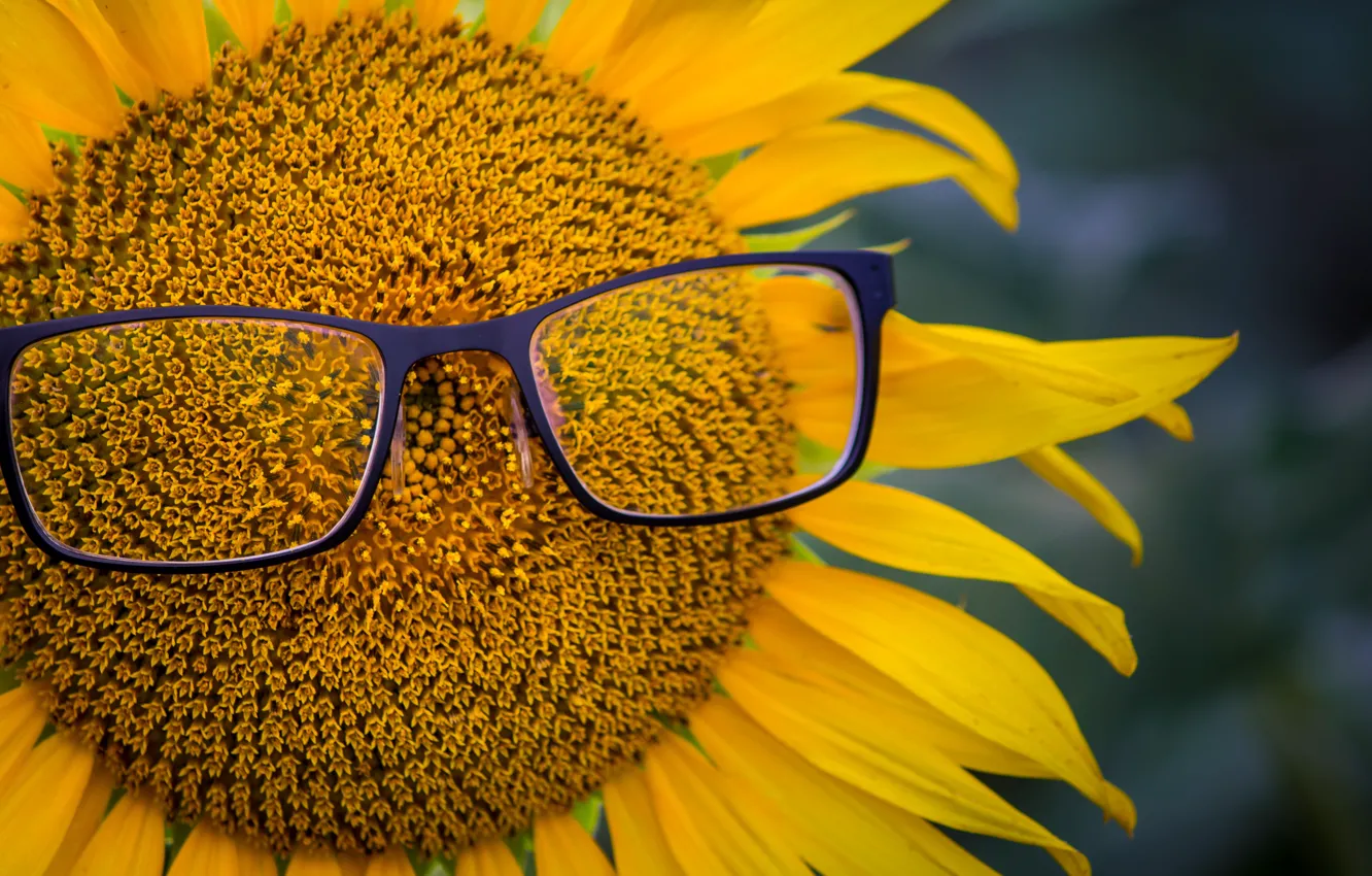 Photo wallpaper sunflower, petals, glasses