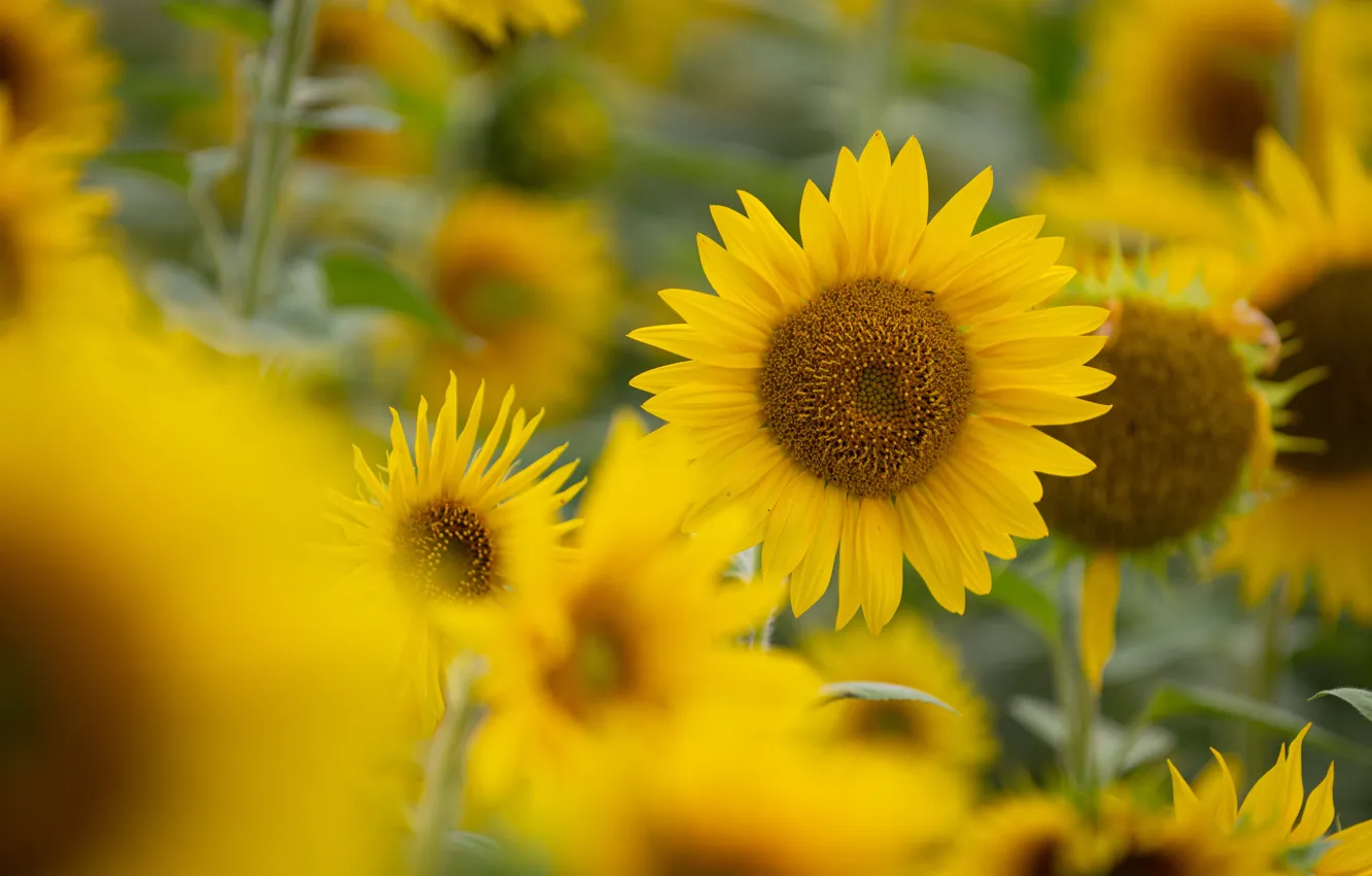 Photo wallpaper field, summer, sunflowers, flowers, yellow, bokeh