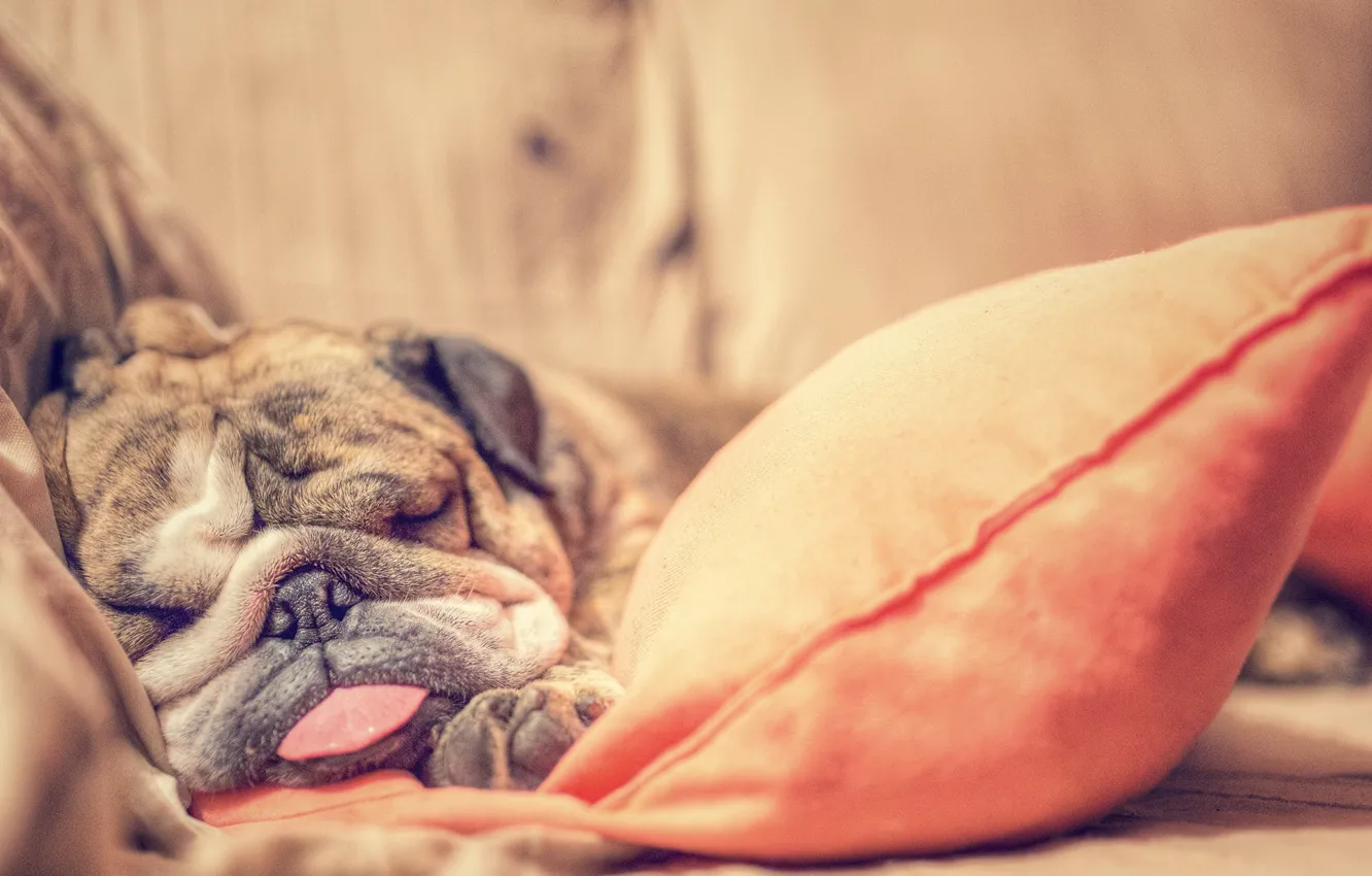 Photo wallpaper comfort, each, home, dog