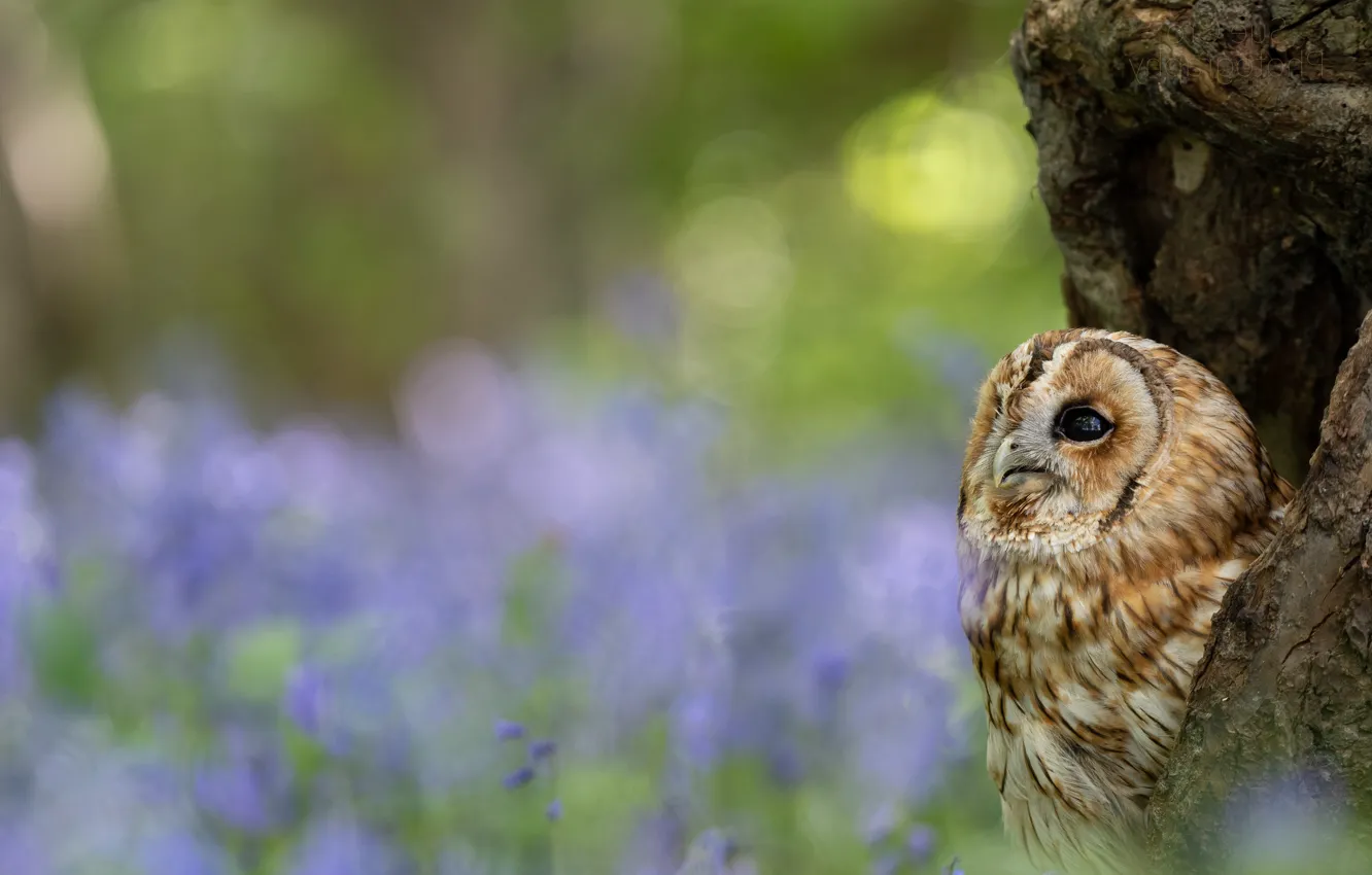 Photo wallpaper trees, flowers, nature, owl, bird, glade, bokeh, the hollow
