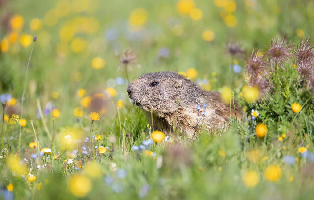 Photo wallpaper field, flowers, glade, meadow, muzzle, gopher, bokeh