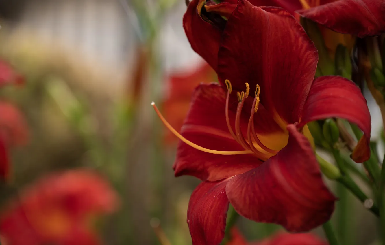 Photo wallpaper macro, flowers, red, Lily, bokeh
