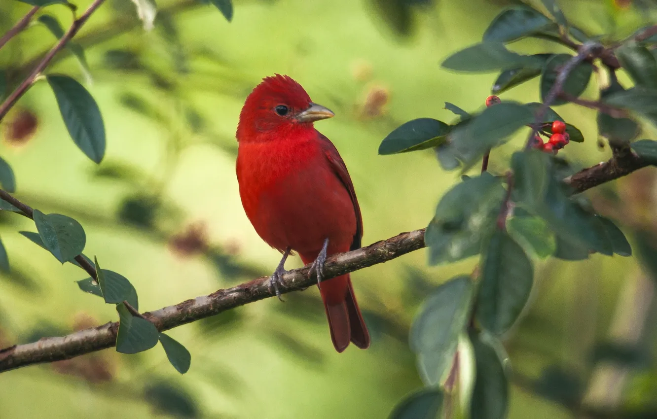 Photo wallpaper bird, branch, Scarlet piranga