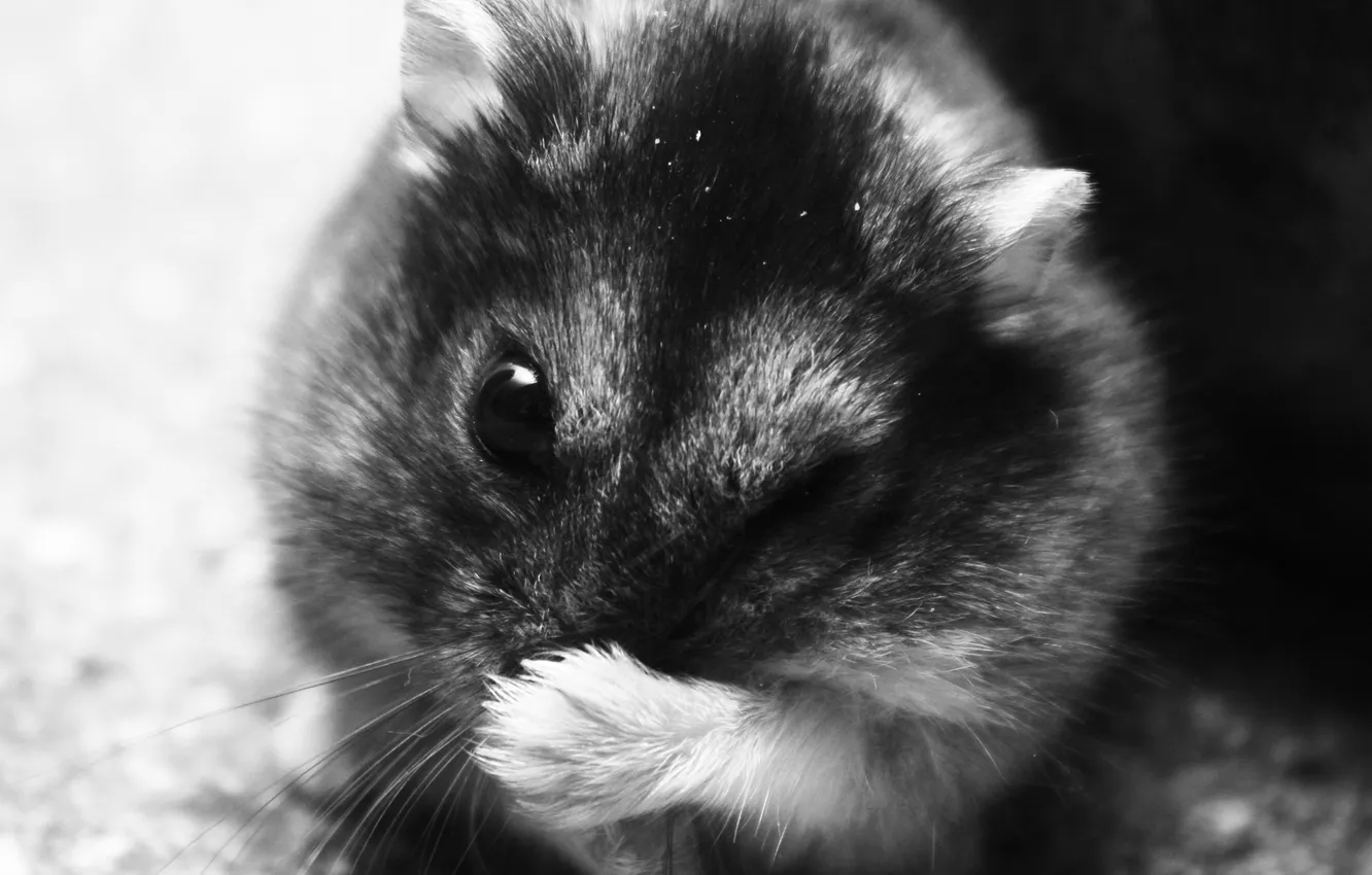 Photo wallpaper macro, black and white, hamster, Chipmunk