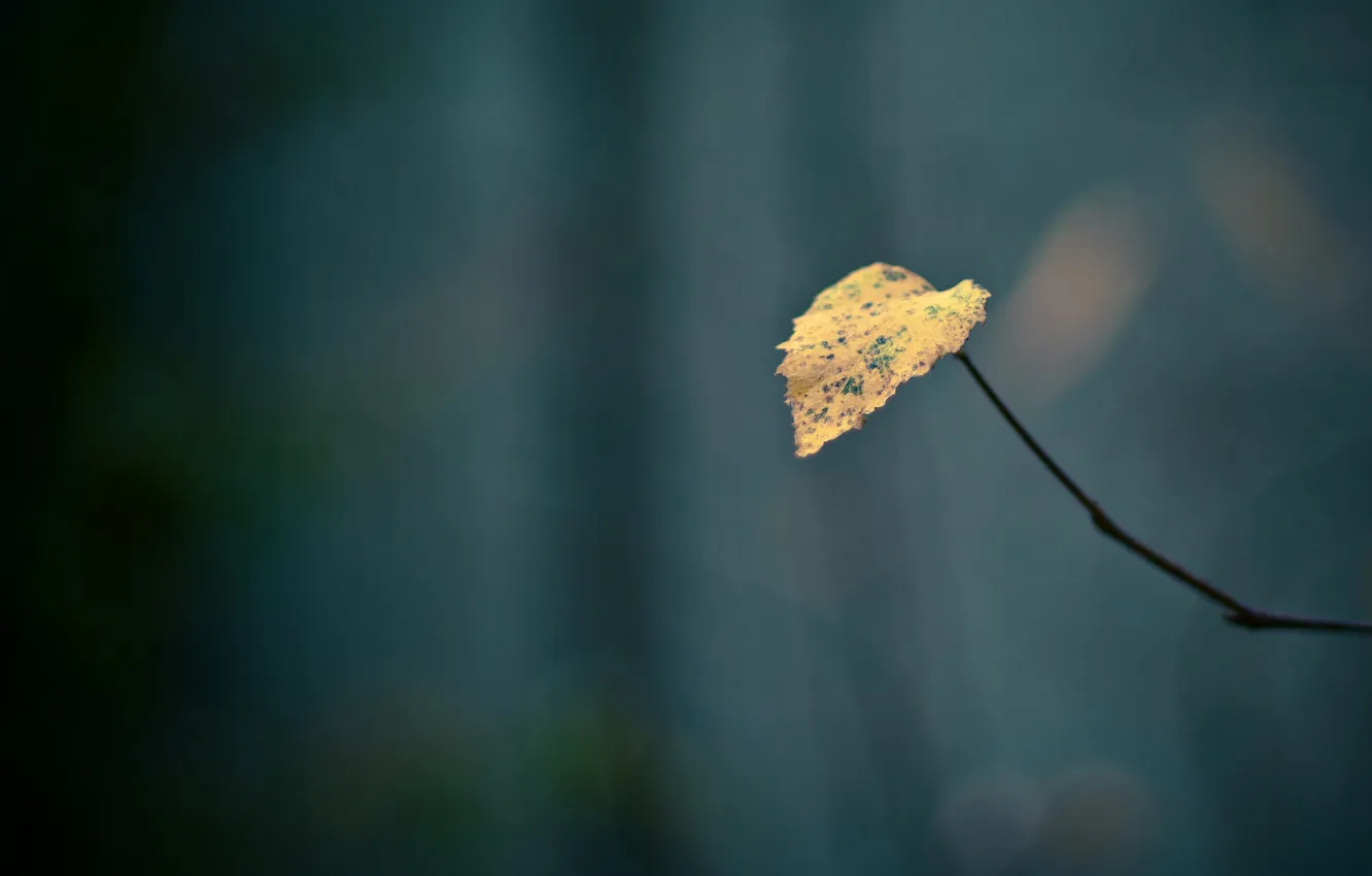 Photo wallpaper autumn, leaves, macro, branches, background, minimalism