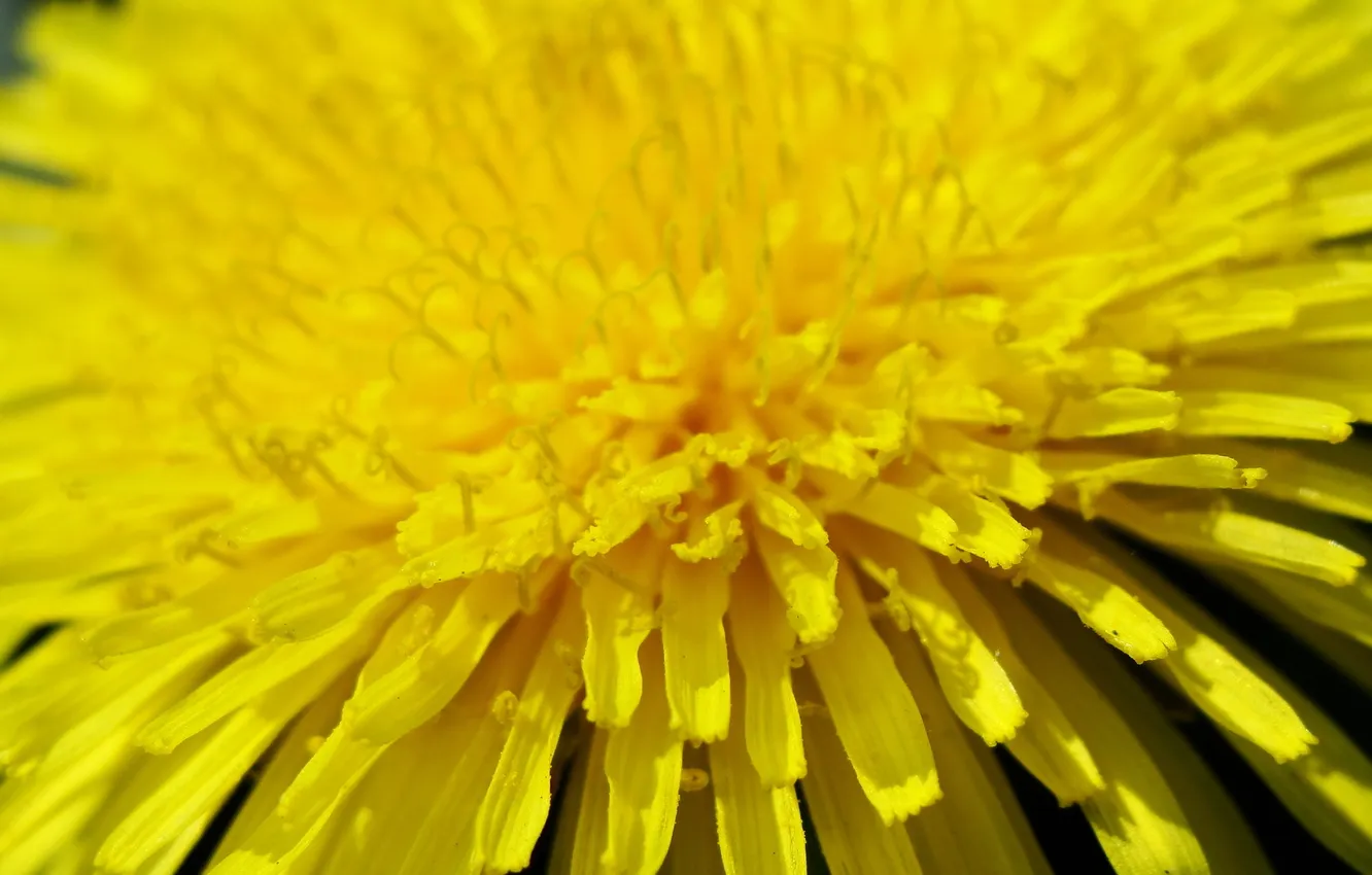 Photo wallpaper macro, yellow, dandelion, petals