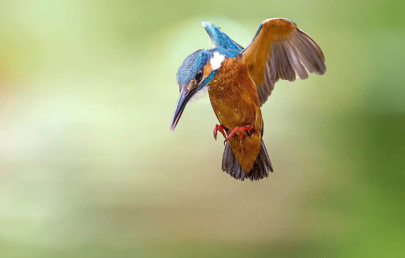 Photo wallpaper flight, bird, wings, beak, Kingfisher