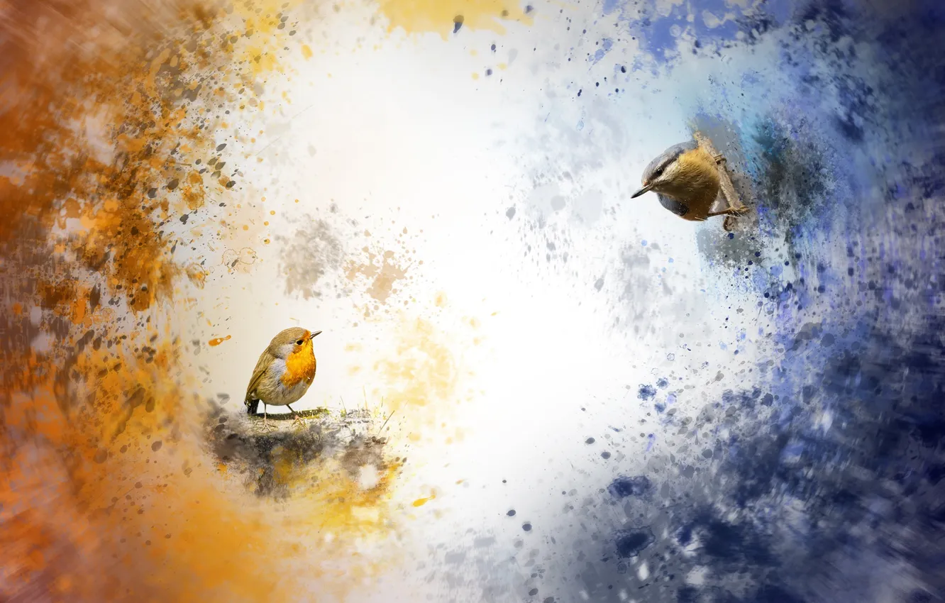 Photo wallpaper background, bird, color