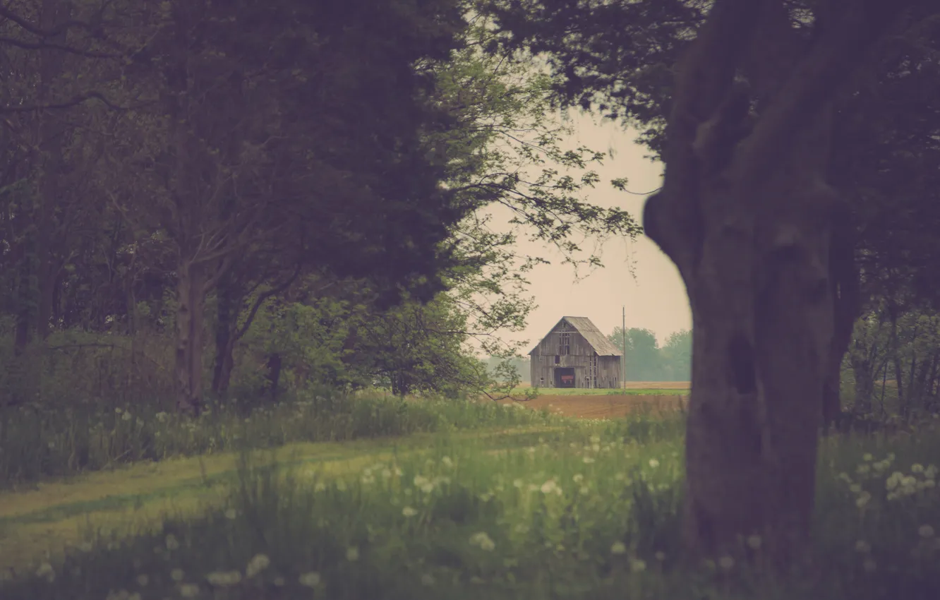 Photo wallpaper field, grass, trees, flowers, the way, the barn, farm