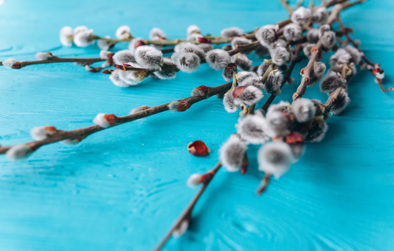 Photo wallpaper sprig, bouquet, spring, buds, Verba, spring, bouquet, ribbon