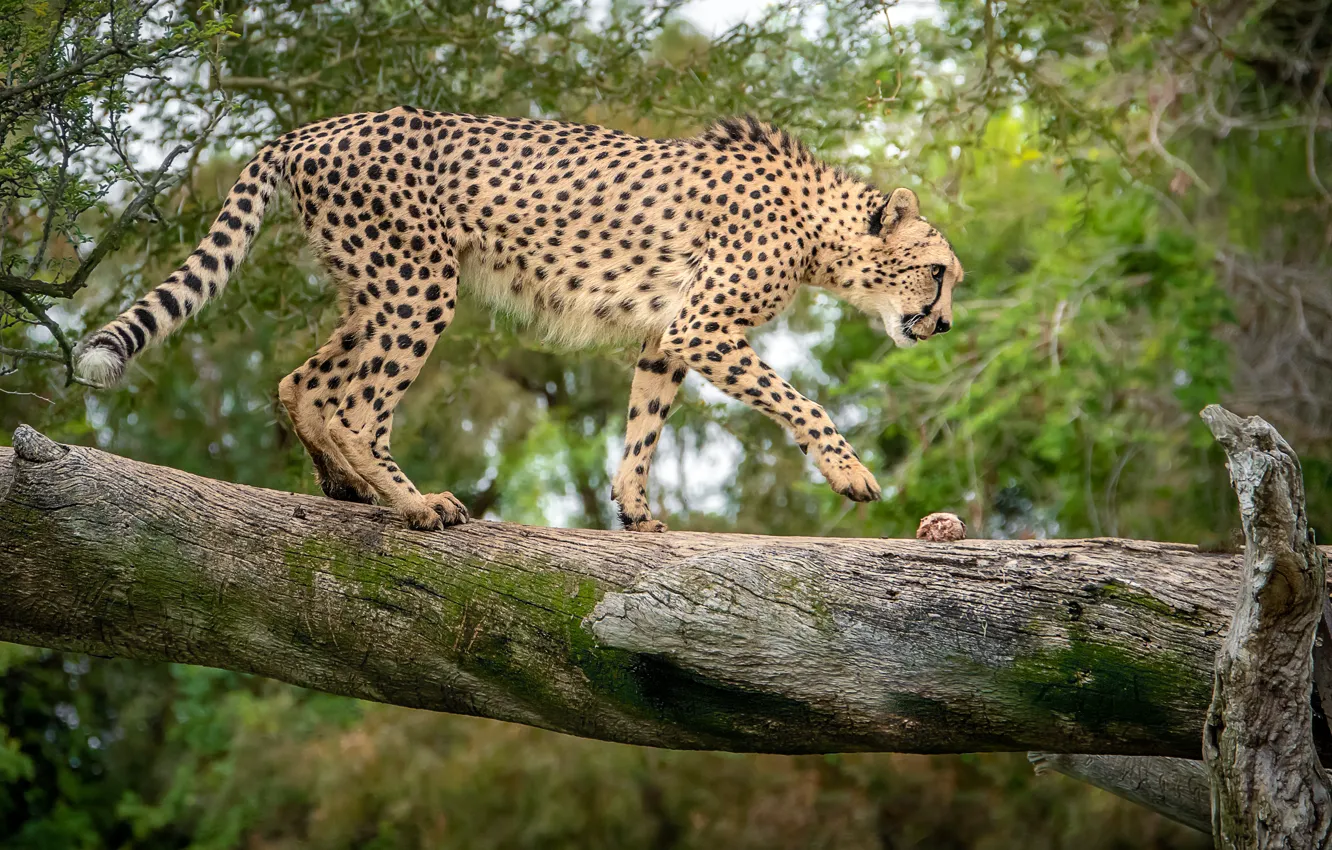 Photo wallpaper tree, predator, Cheetah