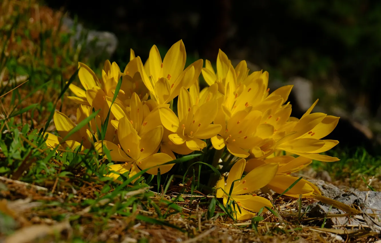 Photo wallpaper flower, nature, yellow, 4K Wallpaper, Greec