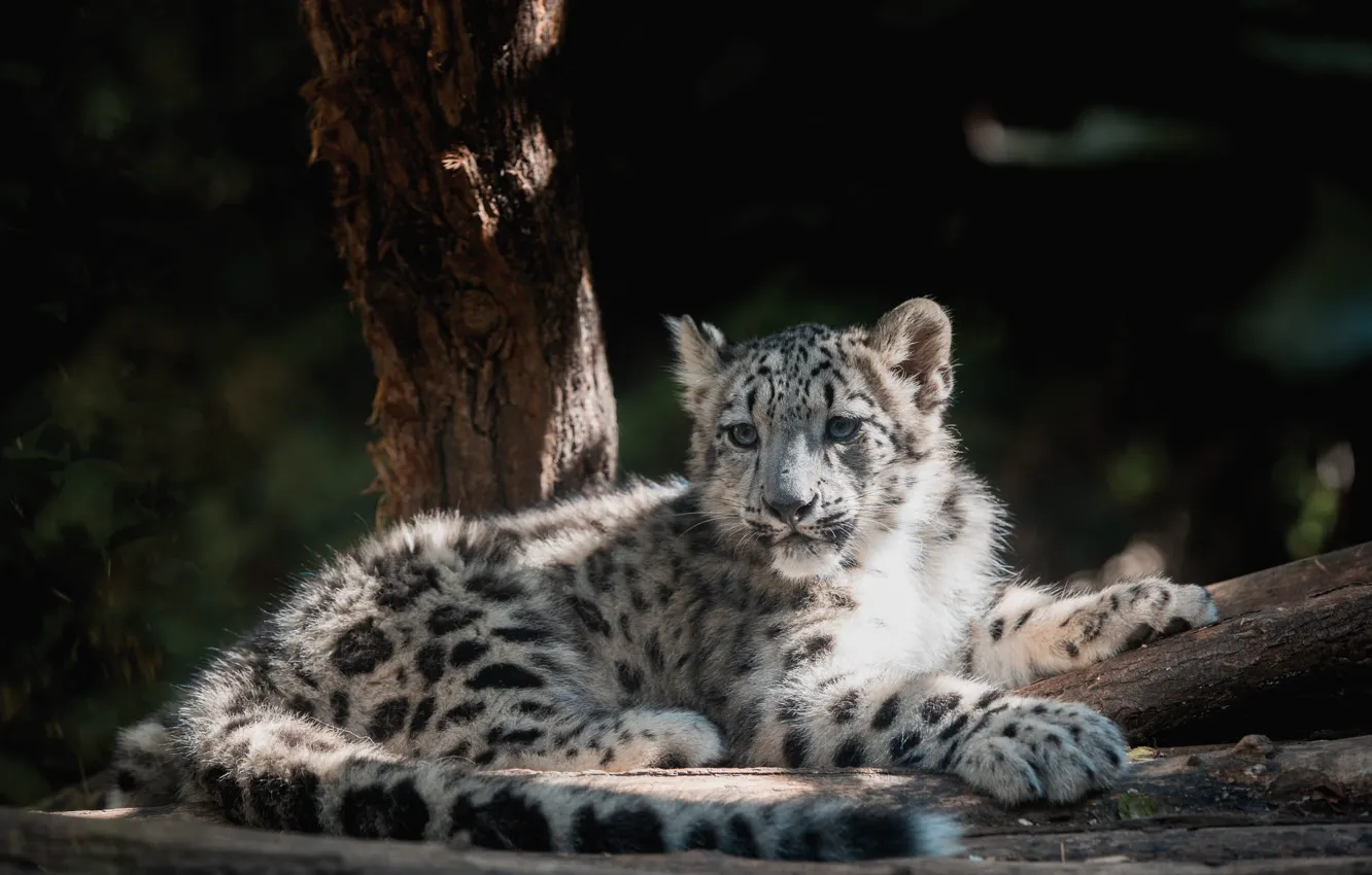 Photo wallpaper trees, lies, IRBIS