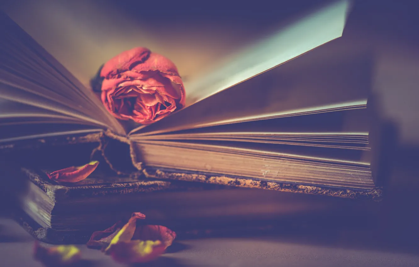 Photo wallpaper flower, style, rose, books, petals