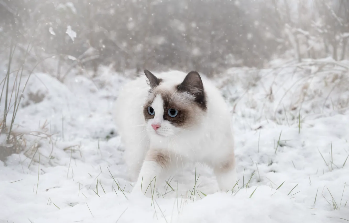 Photo wallpaper winter, cat, white, grass, cat, look, snow, branches