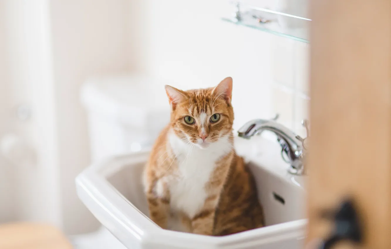 Photo wallpaper eyes, cat, sink, red