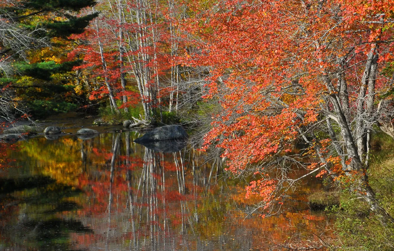 Photo wallpaper autumn, forest, trees, lake, stones