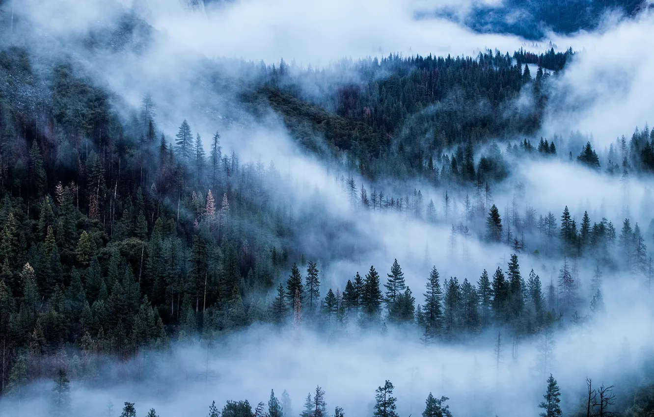 Photo wallpaper forest, landscape, mountains, nature, fog, forest, twilight, twilight