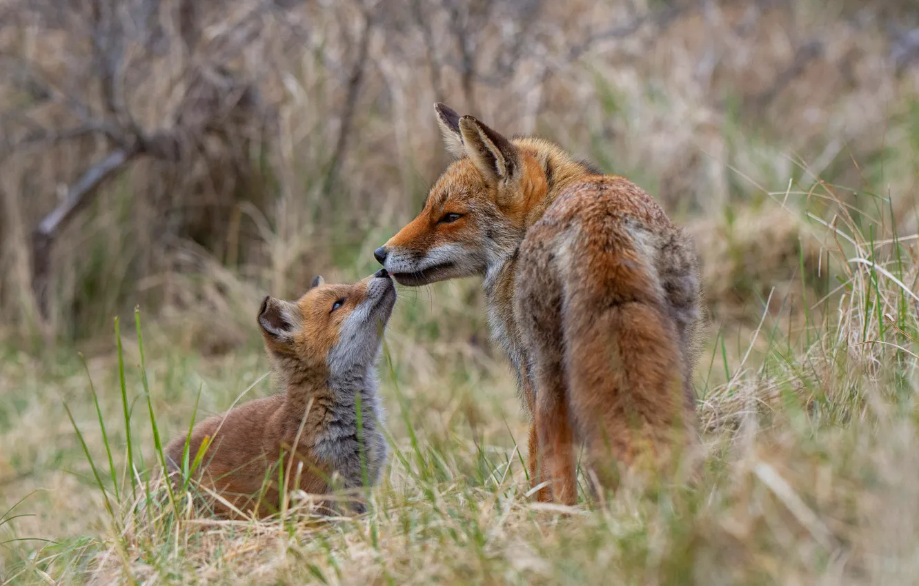 Photo wallpaper grass, look, nature, pose, two, baby, Fox, pair